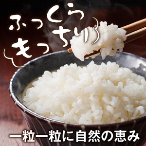 【令和8年10月以降発送新米】MS-98 大山町産こしひかり【大山の一粒】10ｋｇ（白米）