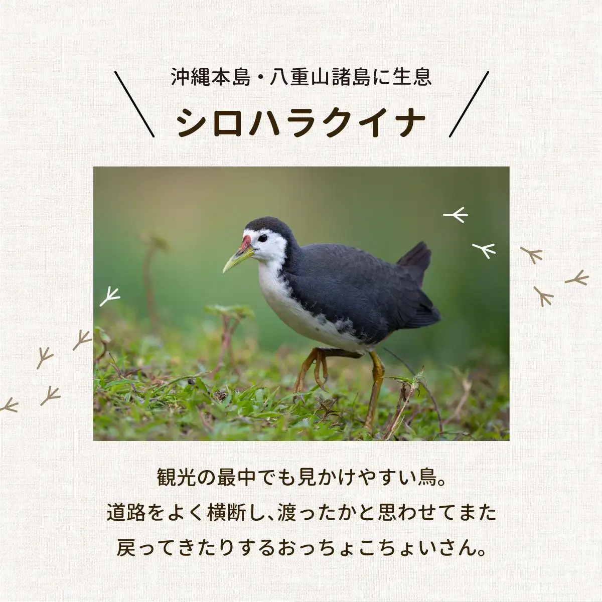 ビームパリ窯　シロハラクイナシリーズ　楕円皿　大