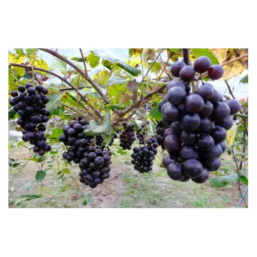 黒髪山葡萄園 赤ワイン 750ml ふなおワイナリー醸造 1本