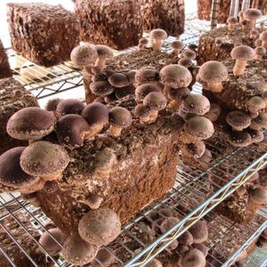 乾燥しいたけ（菌床栽培）5パックセット 干し椎茸 干ししいたけ 肉厚 出汁 新潟産 【010S559】