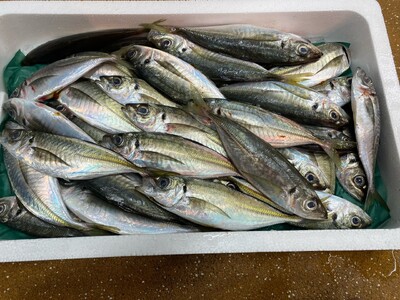 アジフライ 国産 個包装 16枚入り 魚屋さんが作った 自家製 鯵 開き おかず あじフライ お手軽 惣菜 吉井鮮魚 愛媛 伊予市｜B372
