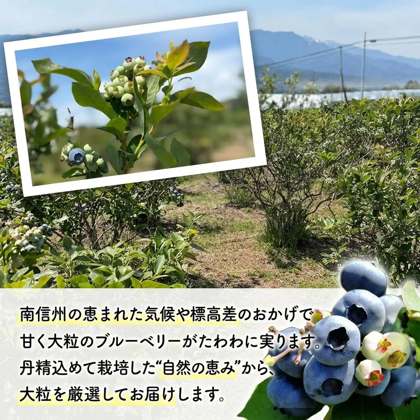 A-118　生ブルーベリー 約1kg（100g×10パック）＜2026年発送　先行予約＞ 
