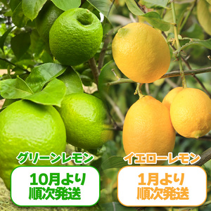 【レモン】【2026年10月頃から順次発送】グリーンレモン 約5kg ｜愛媛県松山市【MSD003_g】