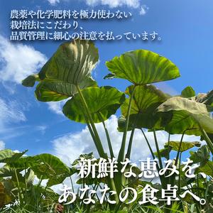 【2026年10月頃から順次発送】里芋(愛媛農試V2号) 4kg | 期間限定 さといも 里芋 サトイモ 国産 愛媛県産 ブランド えひめ 松山市 松山市ふるさと納税返礼品【MSD005】