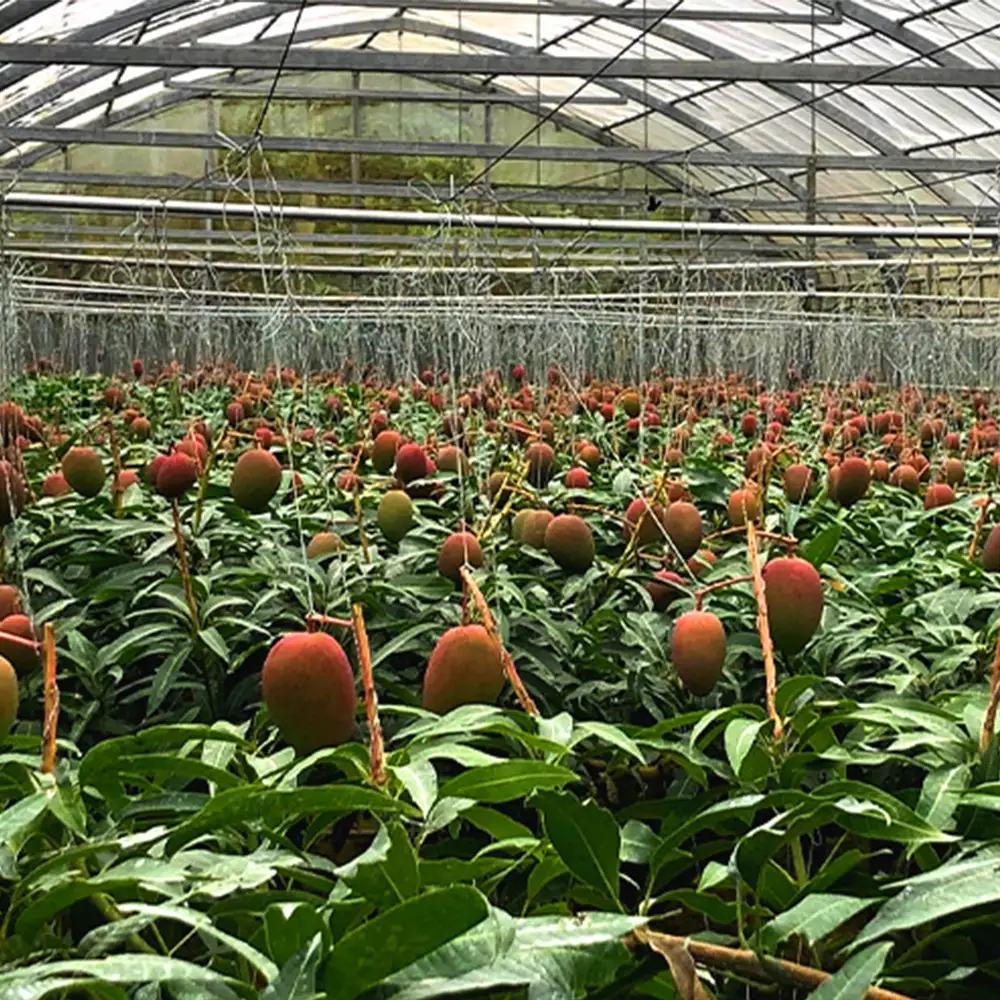 2026年発送【沖縄やんばる産】約2kg　家庭で楽しむアップルマンゴー （Ms mango farm） 南国 南国フルーツ 先行予約 期間限定 沖縄 甘味 糖度 フルーツ 果物 果実 プレゼント ギフト トロピカル 数量限定 予約 おすすめ くだもの 太陽 やんばる 自然