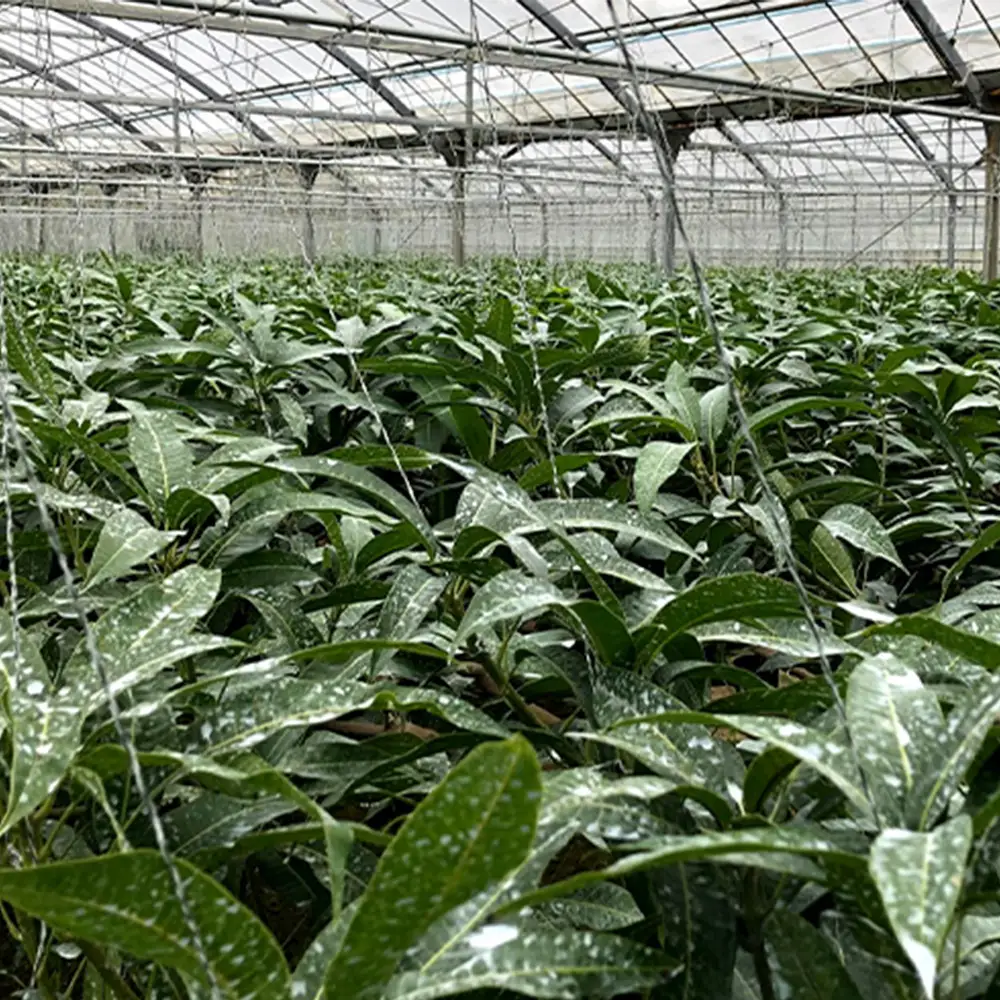 2026年発送【沖縄やんばる産】約1kg 良品アップルマンゴー（Ms mango farm） 南国 南国フルーツ 先行予約 期間限定 沖縄 甘味 糖度 フルーツ 果物 果実 プレゼント ギフト トロピカル 数量限定 予約 おすすめ くだもの 太陽 やんばる 自然