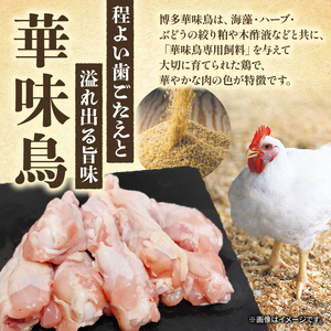華味鳥 もつ鍋セット 2～3人前 もつ鍋 TRZ001