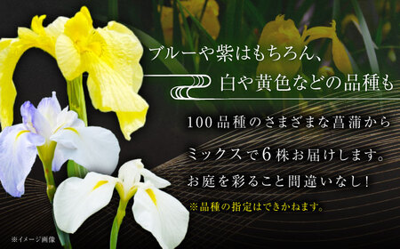 苗 【4月から11月発送】花しょうぶ（ジャパン アイリス）の苗 おまかせ6株 [AIAC001] 