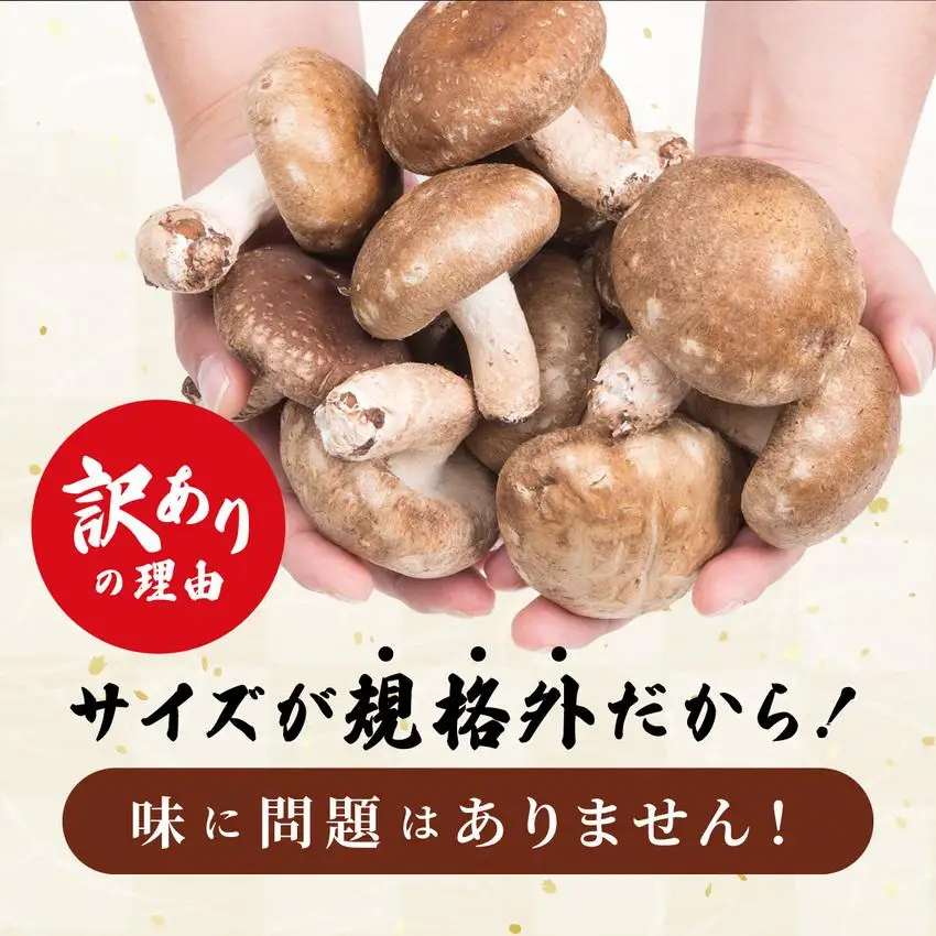 [5525-1108]訳あり 湘南しいたけ 生 しいたけ 1.5kg 規格外 訳アリ しいたけ シイタケ 椎茸 きのこ キノコ ヘルシー 栄養 肉厚 ジューシー フレッシュ 国産 産地直送 アレンジ BBQ バーベキュー 北海道 伊達市