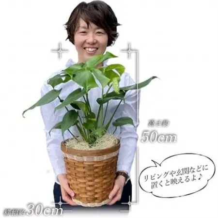 観葉植物 モンステラ 鉢植 バスケット リビング【1539924】