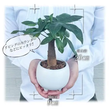 観葉植物　ミニ　パキラ　陶器　鉢植【1543947】
