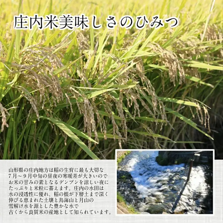 SA2957　令和7年産【精米】雪若丸　5kg×1袋 《農産物検査員おすすめの庄内米》 SY