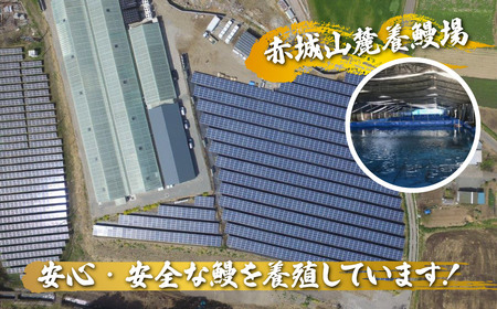 うなぎ 上州うなぎ白焼・蒲焼セット　各1尾（1尾150g以上）