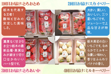 【4ヶ月連続定期便／計4回】 人気のいちご4品種【2027年1月より順次発送】 [0963]