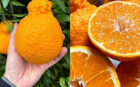 瀬戸内の不知火 5kg(12～18個程度) 【2027/2月～4月発送 先行予約 】 ワックス 防腐剤不使用