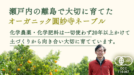 瀬戸内 オーガニック 圓妙寺 ネーブル 3kg ( 10~15個程度 ) 【2027年1月中旬以降発送】