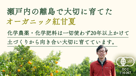 瀬戸内 オーガニック 紅甘夏 4kg 【2027年3月下旬以降発送】