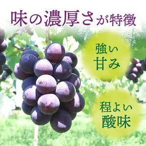 種無し巨峰 約4kg（約10房） 2026年 先行予約 種なしぶどう [098O04]