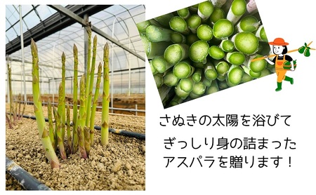 朝採れ アスパラ【さぬきのめざめ】夏芽 2Lサイズ　約1kg （25～30本） 