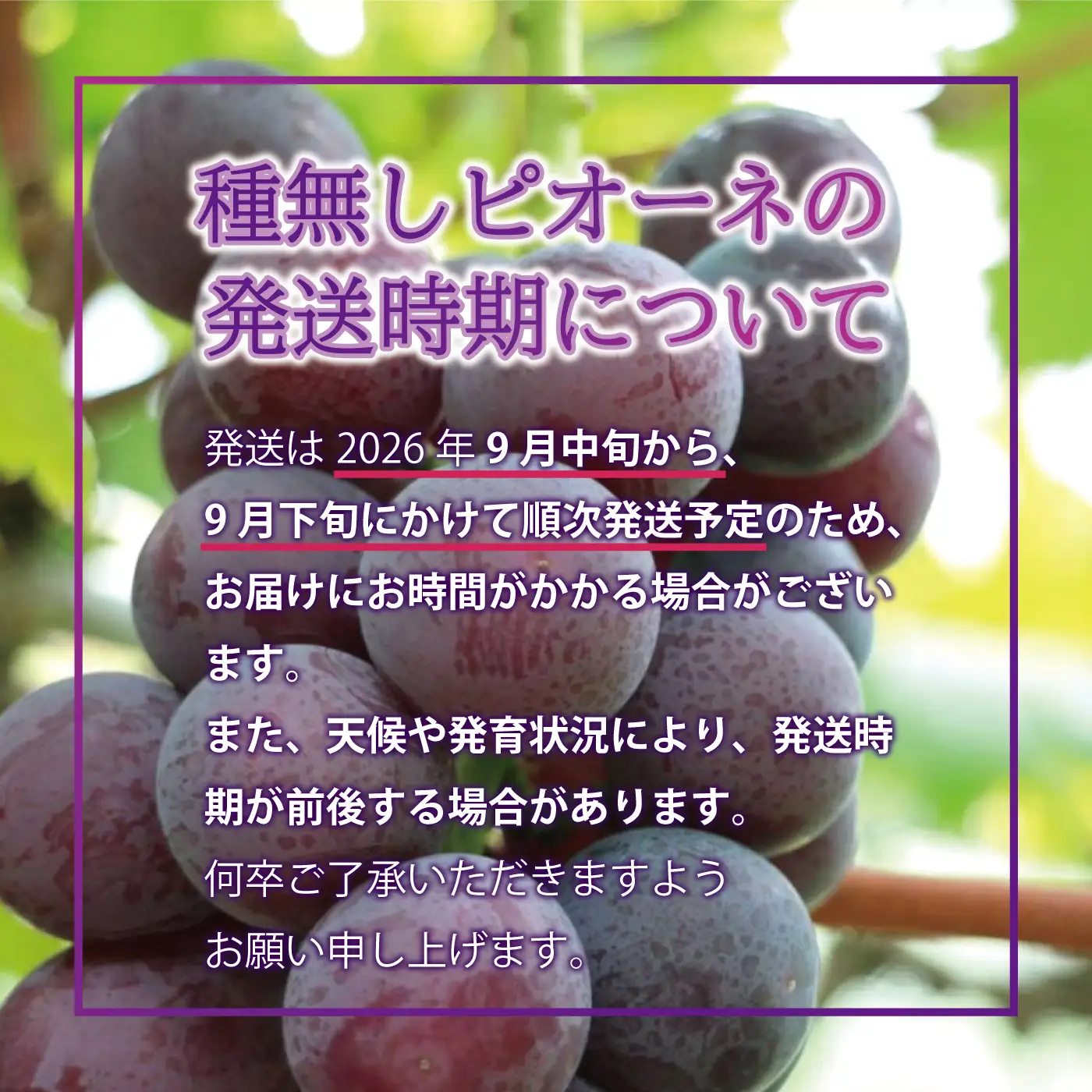 先行予約【糖度18度以上！】種無しピオーネ約1kg  9月中旬よりお届け
