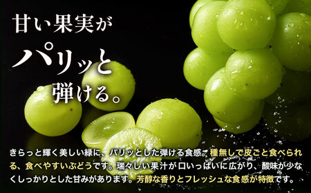 【先行予約】ぶどう シャインマスカット 晴王 1.2kg 2房 2ヶ月定期便 彩美菜果《7月上旬-8月末頃出荷》 マスカット 送料無料 岡山県 浅口市 フルーツ 果物 贈り物 国産 岡山県産 くだもの 果物 7月 8月発送 【配送不可地域あり】（北海道・沖縄・離島）