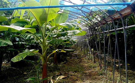 冷凍バナナ 冷凍完熟アップルバナナ1kg