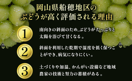 【2026年発送】岡山県船穂地区産 プレミアム シャインマスカット 晴王 赤秀 1.2kg  彩美菜果