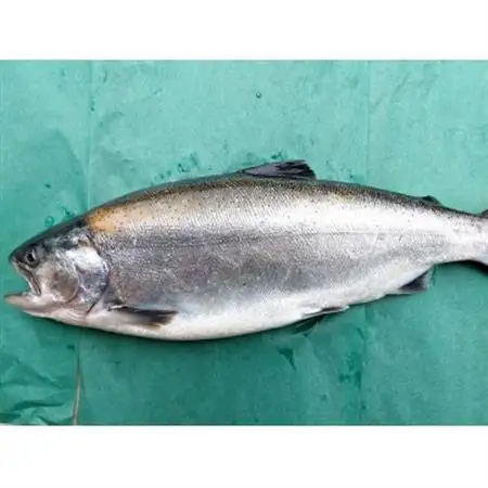 いみずサクラマスのっけて丼3種セット(わさび醤油　にんにくバジル　炙り漬け)_魚介・海産物   _【配送不可地域：離島】【1563115】