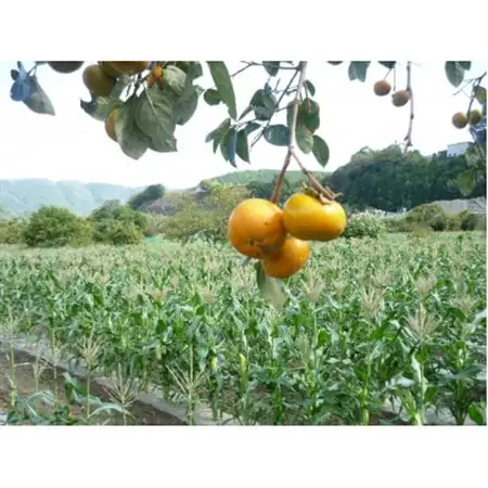 【令和8年11月より順次発行】先行受付　朝採り「冬もろこし」「ドルチェドリーム」10本以上　約5キロ【配送不可地域：離島・北海道・沖縄県・中国・四国・九州】【1570054】