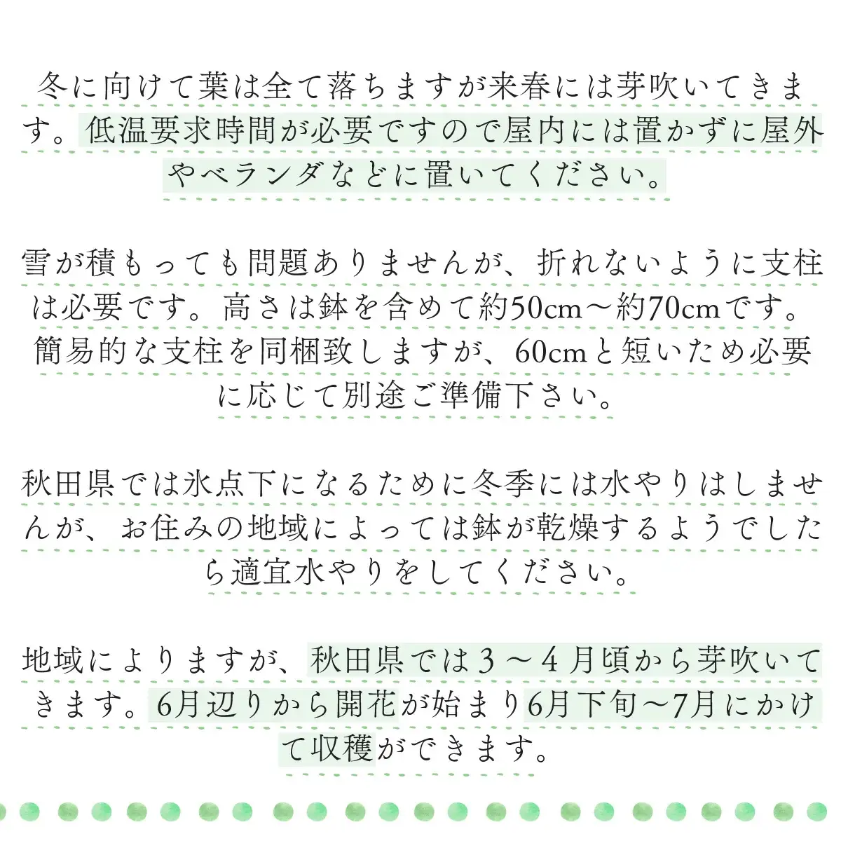 ラズベリー苗　150P7803