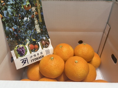 【2026年先行予約】 みかん 愛果28号 サイズミックス  約5kg ご家庭用 【2026年11月下旬から順次発送予定】 紅まどんなと同一品種 愛媛 人気 柑橘 国産 フルーツ 伊豫果園 伊予市｜C107