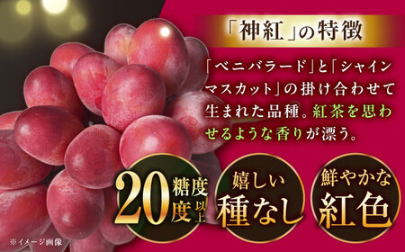 ぶどう【2026年8月初旬から順次発送】神紅 500g以上 [AIAA001] ぶどう