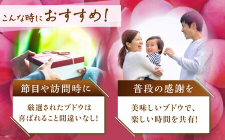 ぶどう 【2026年先行予約】【10個限定】【贈答用】クイーンセブン 1房（約350g） [AIAB007] ぶどう