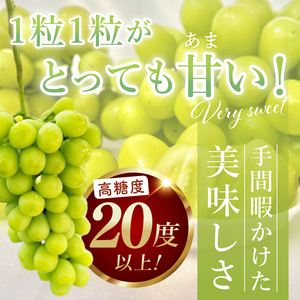 【2026年9月中旬より順次発送】令和7年度 茨城県生産力向上共励会 特別賞受賞！糖度約20～22度！美味しさにこだわったシャインマスカット（約500g）1房 化学肥料不使用 農家直送【葡萄 ぶどう マスカット フルーツ 果物 くだもの 水戸市 水戸 茨城県】（GG-20）