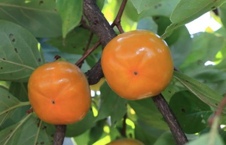 【秋の味覚】和歌山産たねなし柿（L～4Lサイズおまかせ）約7.5kg・秀品〇