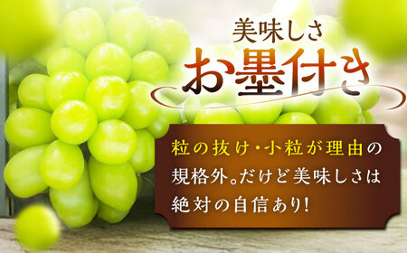 自宅用【2026年先行予約】3回/定期便 ぶどう 葡萄 ブドウ 3品種 各2房 フルーツ 果物 くだもの[AIAB011]