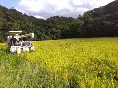 【定期便】R6産（新米）島根県 江津市産 邑智郡産 きぬむすめ10kg 3ヵ月定期便【FY-4】｜R6産 新米 白米 島根県 江津市産 お米 精米 こめ おこめ 米 定期便 3カ月 10キロ 美味しい｜