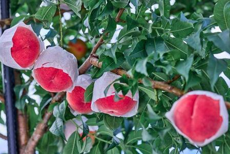 【2026年8月中旬発送】オリジナルブランド 富士桃 約2キロ 河口湖で初の桃栽培！ 先行予約