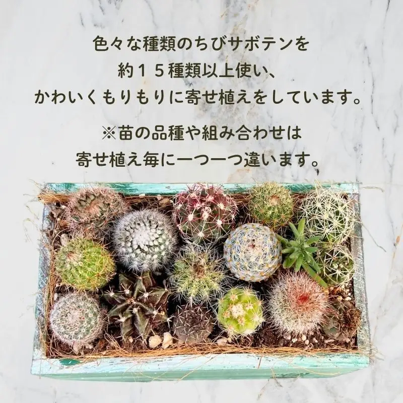 サボテンの寄せ植えアレンジ ／ aju succulent 植物 インテリア ガーデニング 15種 そのまま飾れる プレゼント ギフト 奈良県 葛城市【ajus010】