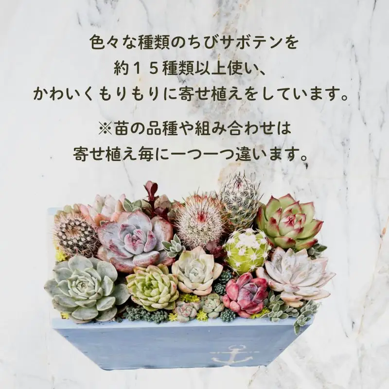 多肉植物の寄せ植えアレンジ ちびサボテン入り ／ aju succulent 植物 インテリア ガーデニング 15種 そのまま飾れる プレゼント ギフト 奈良県 葛城市【ajus011】