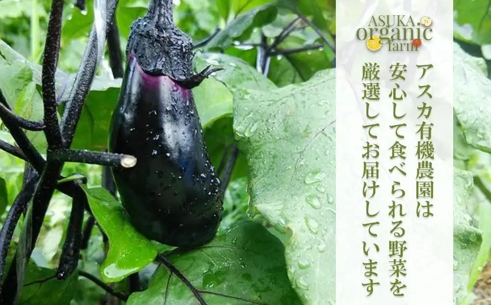 〈6ヶ月定期便〉【アスカ有機農園】旬のこだわり京野菜セットS
