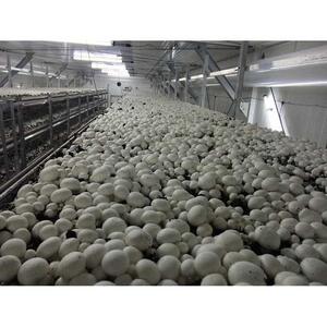 よし！もっとマッシュルーム食べよう！セット　2026年4月中旬～下旬以降から順次発送