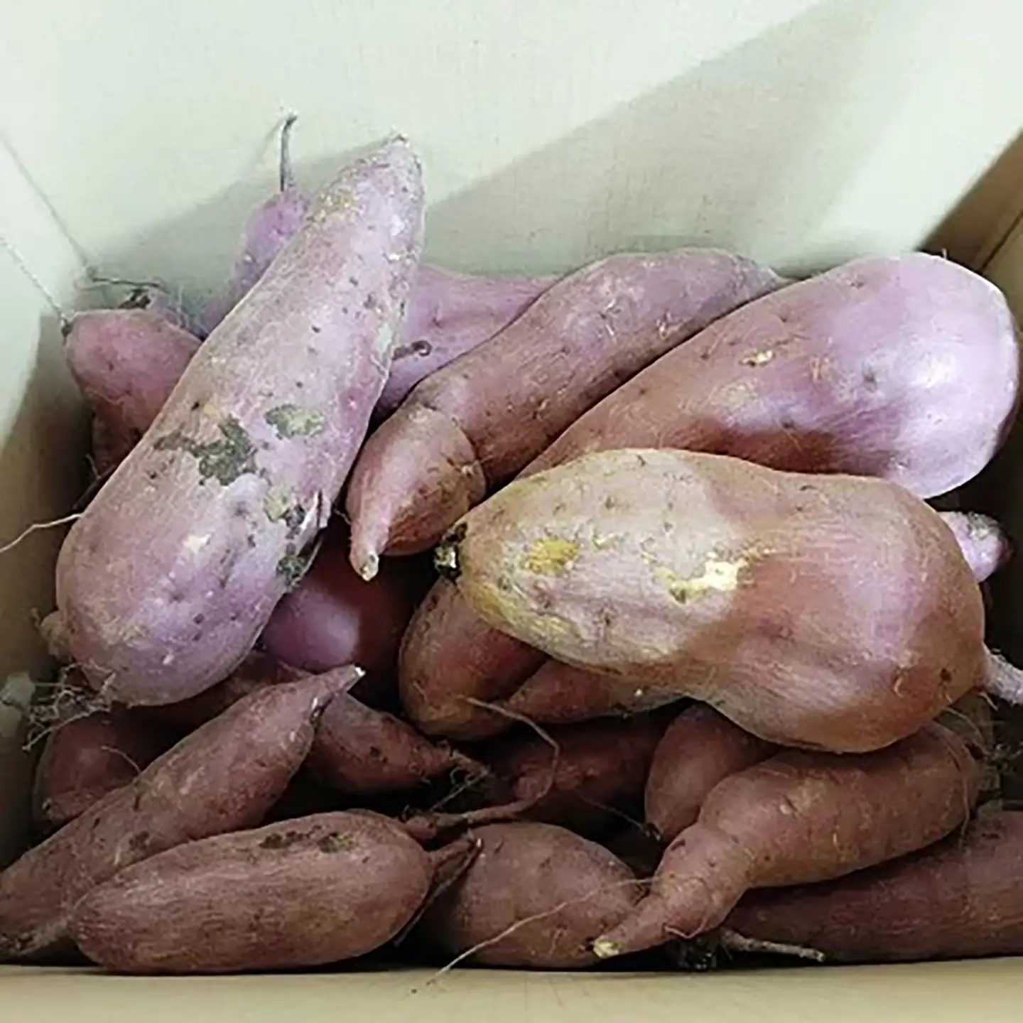 先行予約 さつまいも 訳あり 紅はるか 7kg さつまいも