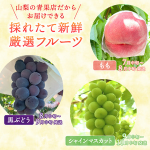 3回 厳選旬のフルーツ定期便 ミニマム（桃3玉・黒ぶどう1房・シャインマスカット1房）【2026年発送】定期便