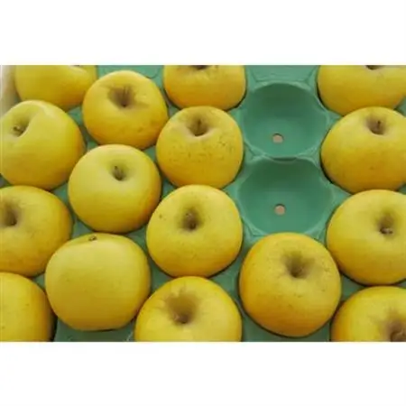 【家庭用】 長野県産 りんご シナノゴールド 約1.5kg(3～5玉程度)【1574743】