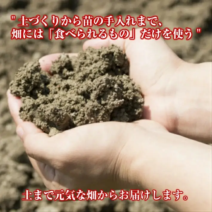 農家直送 トマトジュース 秋のめぐ実 砂糖不使用 食塩無添加 500ml×6本 野菜ジュース 無塩 瓶 常温保存 [1520]