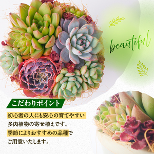【佳花園】多肉植物のオリジナル寄せ植え[156K04]