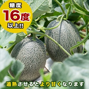 ＜先行予約受付中！2026年6月以降順次発送予定＞鹿児島県産！南国グリーンメロン(Lサイズ×6個) メロン めろん 果物 スイーツ デザート フルーツ 【あくね旬の店いきいき館】akn015-20