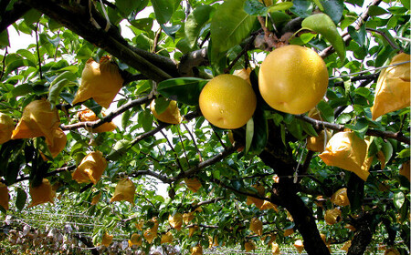 九重町産 電子技法栽培 梨 5kg 果物 大分県産 (二十世紀・豊水・あきづき・新高・新興のうちいずれか一種) 【2026年9月上旬～12月上旬発送予定】