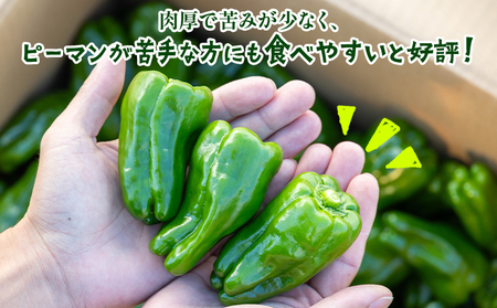 【先行受付】ピーマン 1.5kg【やさい やさい やさい やさい やさい】 im-0002